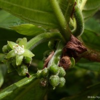 Psychotria dubia var. dubia (Wight) Alston